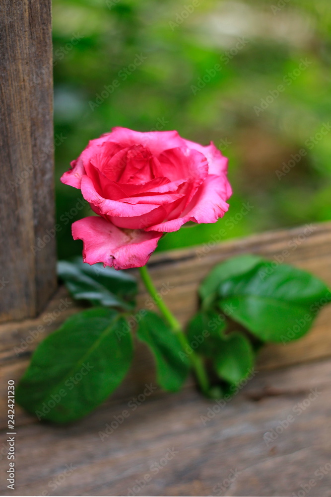 Pink rose placed on old wooden floors.