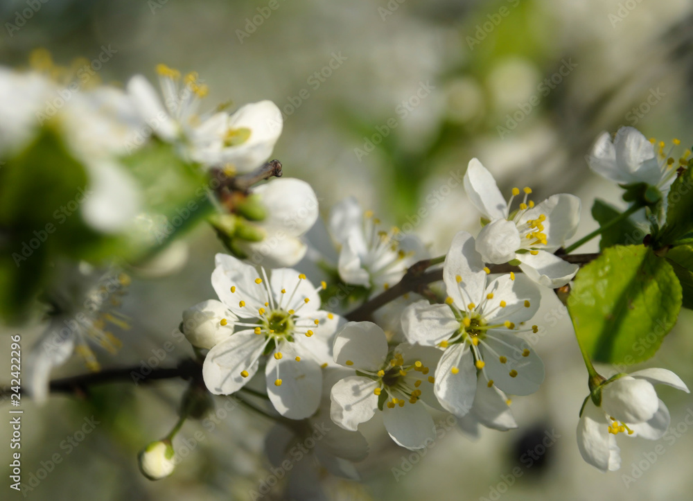 A branch of apple tree blooming