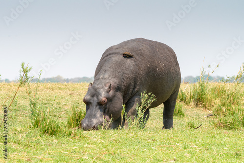 Flusspferd , Hippopotamus amphibius, am Chobe River, Botswana