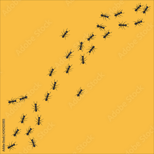 A line of worker ants marching in search of food. Vector illustration © puckillustrations