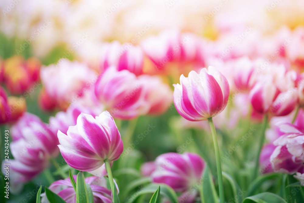 Beautiful Tulips flowers on a blurred background And free space for input