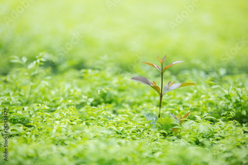 Green nature background