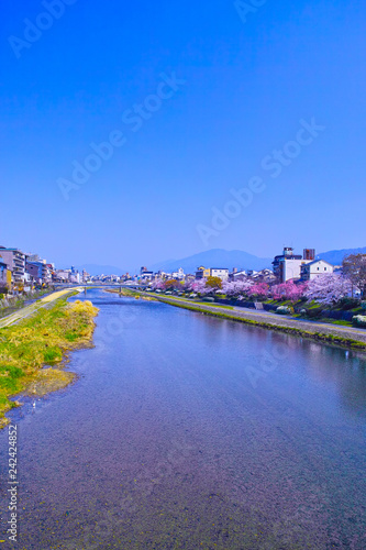 京都、春の桜咲く五条大橋から見た鴨川の風景