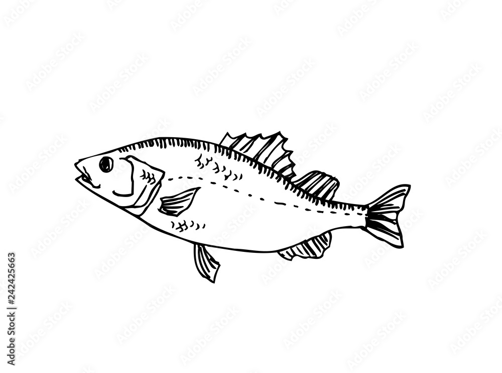 Fototapeta premium 해산물 일러스트 / 손으로 그린 수산물 그림