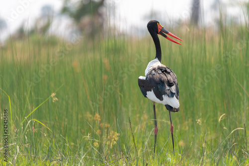 Sattelstorch, Ephippiorhynchus senegalensis, im Okavango Delta, Botsuana photo