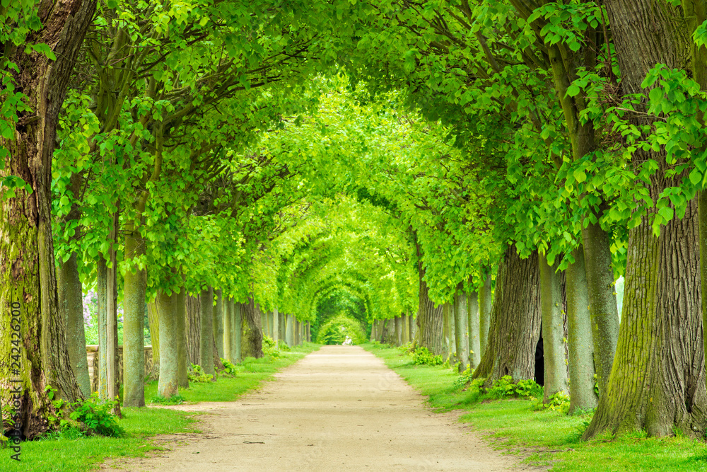 Fototapeta premium Park z aleją lipową przypominającą tunel wiosną, świeże, zielone liście