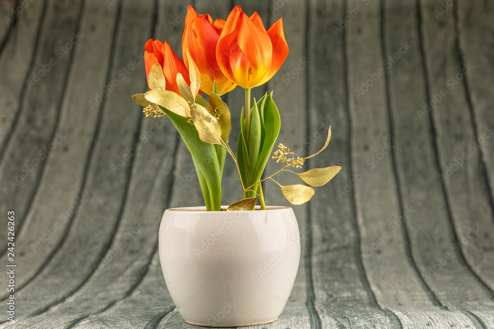 Persimmon Tulpe im Blumentopf Persimmon Tulpe im Blumentopf
