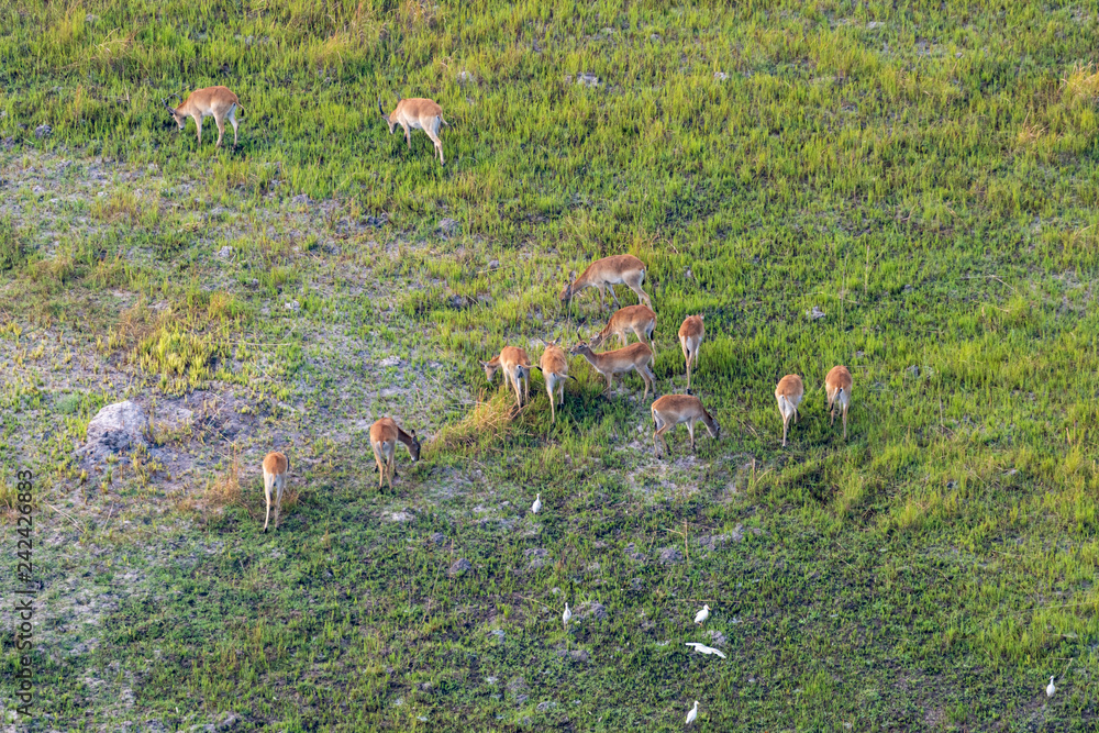 Φωτογραφία Impalas grasen auf den grünen Weiden im Okavango Delta, Botswana, Luftaufnahme