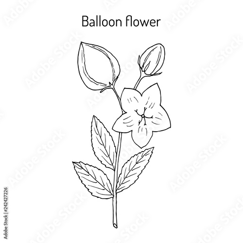 Balloon Flower Platycodon grandifloru , or Chinese bellflower, medicinal plant