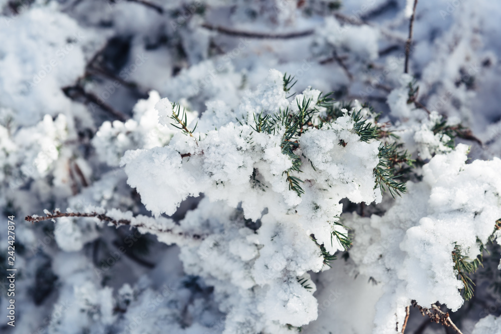 Close up of branch of pine tree in snow