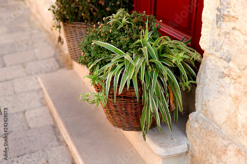 Fototapeta Naklejka Na Ścianę i Meble -  Tradescantia's green bush in a basket in front of the door to the house. Cropped shot, close-up, side view, on the street, nobody, horizontal. The concept of street landscaping.