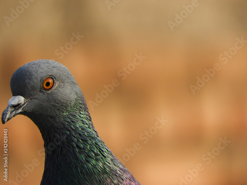 Macro of rock Pigeon head