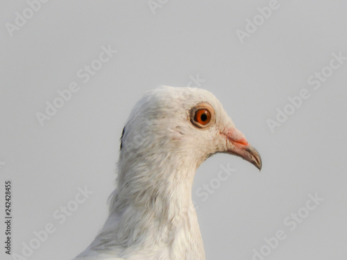 portrait of Pigeon on white background © Nisha