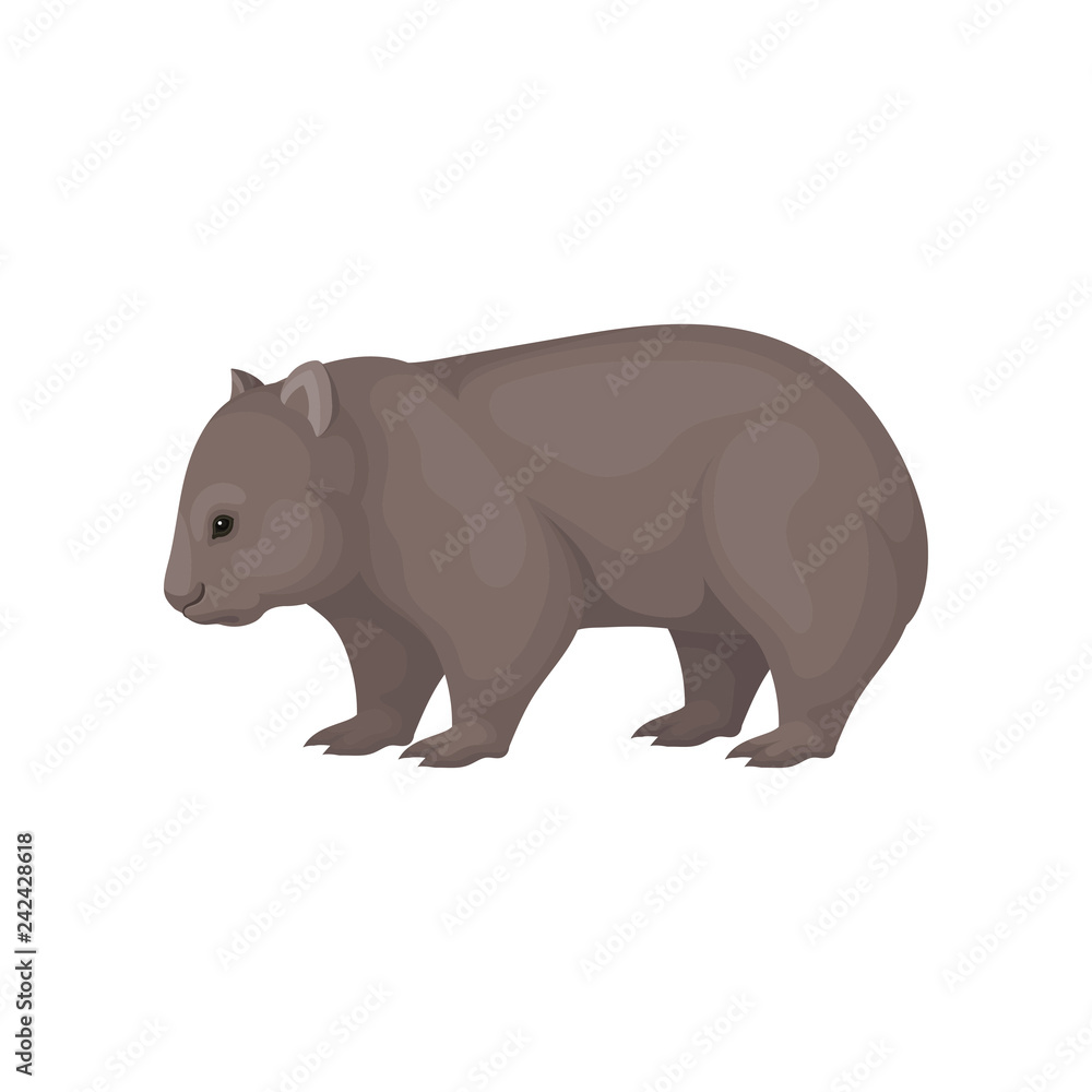 Detailed flat vector icon of wombat, side view. Australian marsupial animal with brown coat and short legs Detailed flat vector icon of wombat, side view. Australian marsupial animal with brown coat and short legs