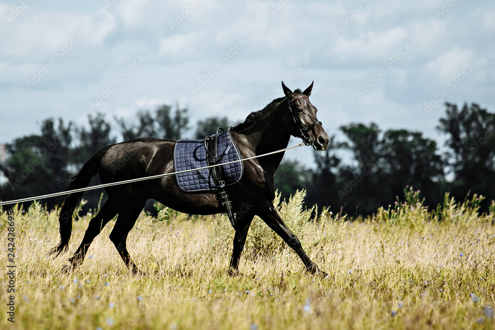 Training a horse on the lunge. Training a horse on the lunge.
