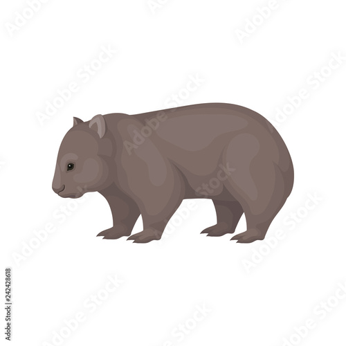 Detailed flat vector icon of wombat  side view. Australian marsupial animal with brown coat and short legs