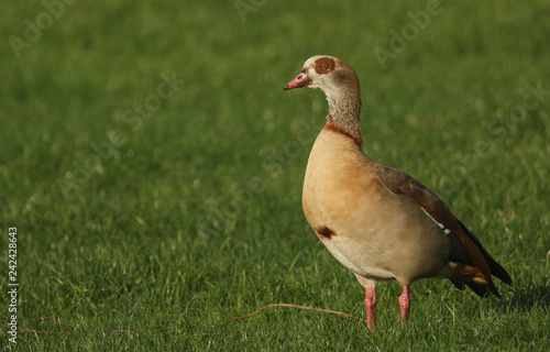 A pretty Egyptian Goose (Alopochen aegyptiacus) standing in a meadow.