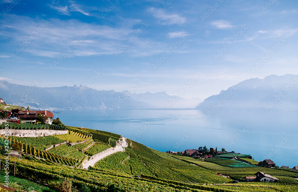 Fototapeta premium Vineyard terrace in Chexbres village in Lavaux near Vevey and Montreux