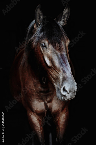 Black horse portrait isolated on black, Ukrainian horse. © matilda553