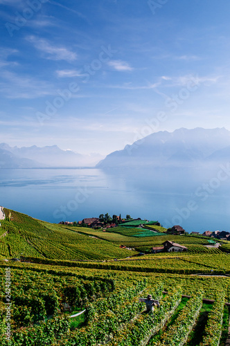 Vineyard terrace in Chexbres village in Lavaux near Vevey and Montreux