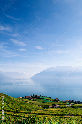 Vineyard terrace in Chexbres village in Lavaux near Vevey and Montreux photo