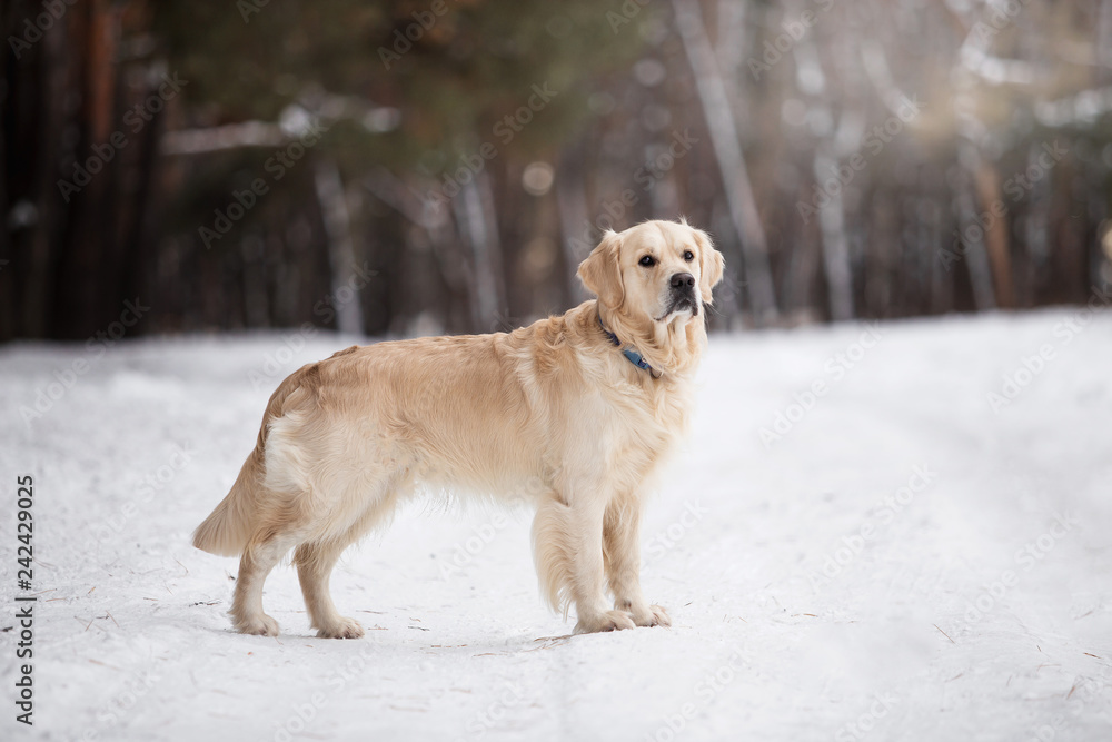 Beautiful golden retriever in the winter forest Beautiful golden retriever in the winter forest
