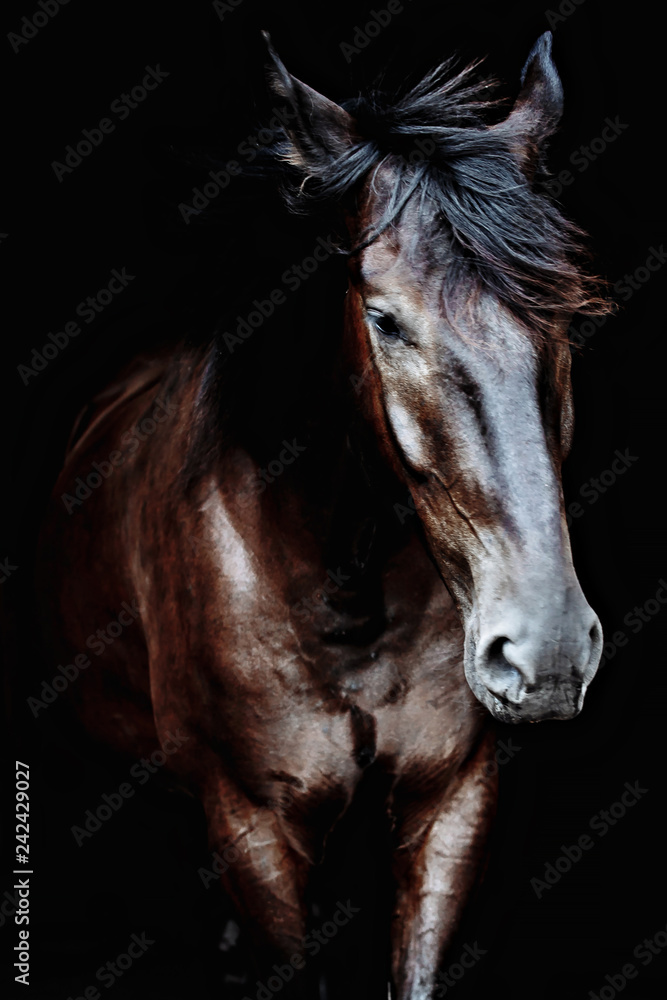 Black horse portrait isolated on black, Ukrainian horse. Black horse portrait isolated on black, Ukrainian horse.