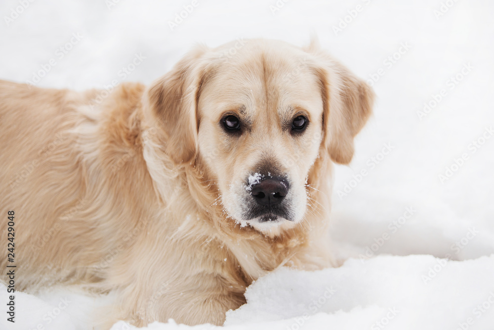 Beautiful golden retriever in the winter forest