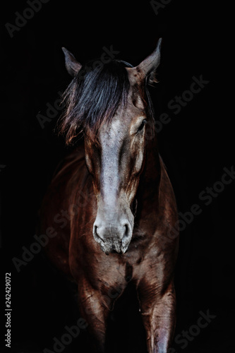 Black horse portrait isolated on black, Ukrainian horse. photo