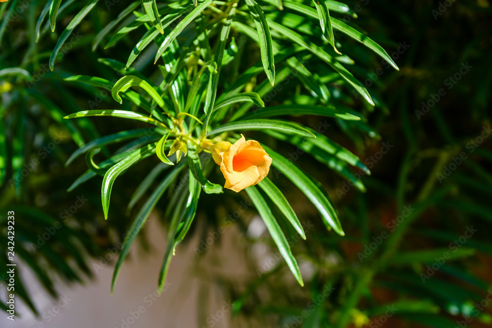 Cascabela thevetia flower (Yellow oleander, Lucky nut) on summer day Cascabela thevetia flower (Yellow oleander, Lucky nut) on summer day