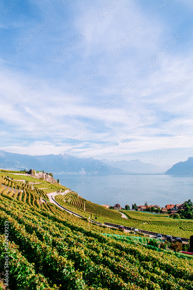 Vineyard terrace in Chexbres village in Lavaux near Vevey and Montreux