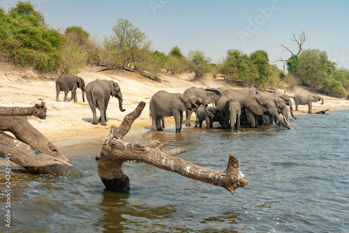 Elefanten stehen am Ufer des Chobe River und trinken Wasser