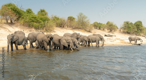 eine Elefantenherde am Ufer des Chobe River  Botswana