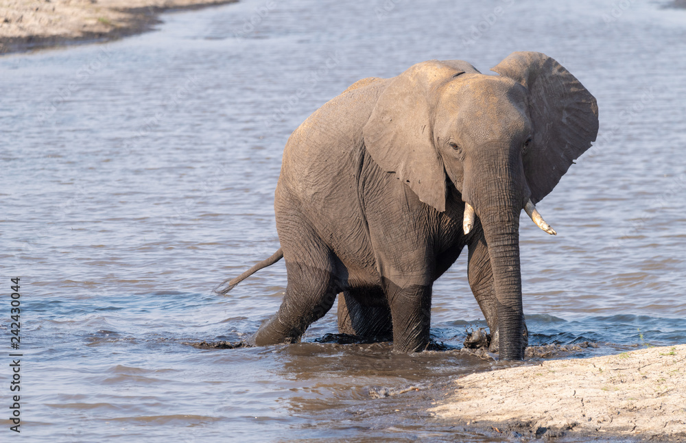 Elefant steht im Chobe River, Chobe Nationalpark, Botswana