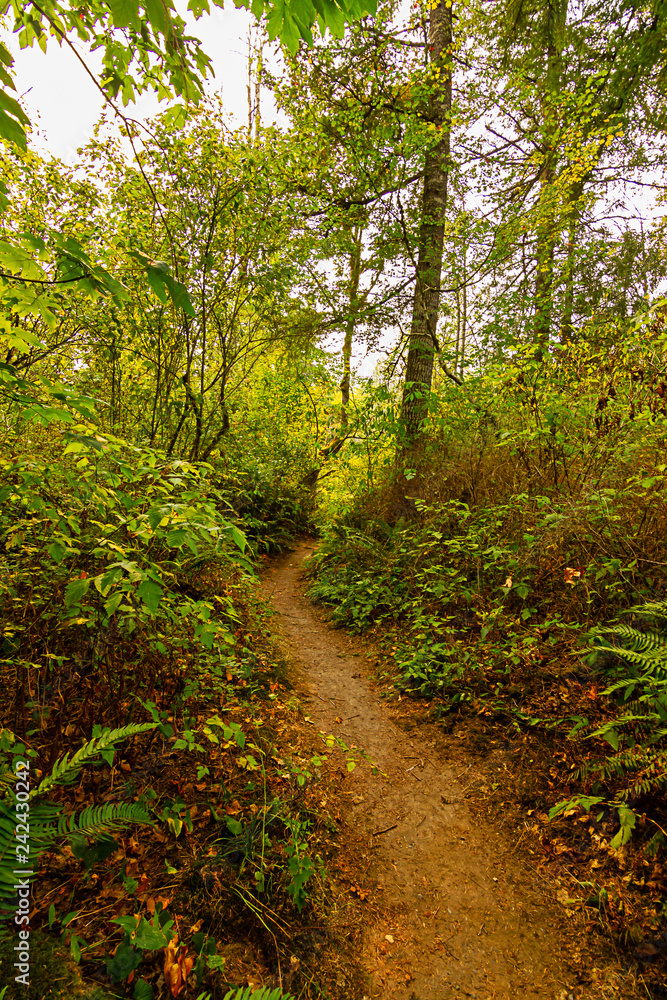 summer bushes and trees line small footpath in forest