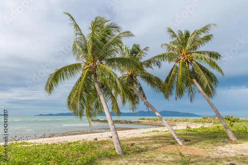 Fototapeta Naklejka Na Ścianę i Meble -  Beautiful Palms on the beach, Dominican republic