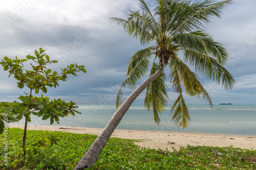 Beautiful Palms on the beach  Dominican republic