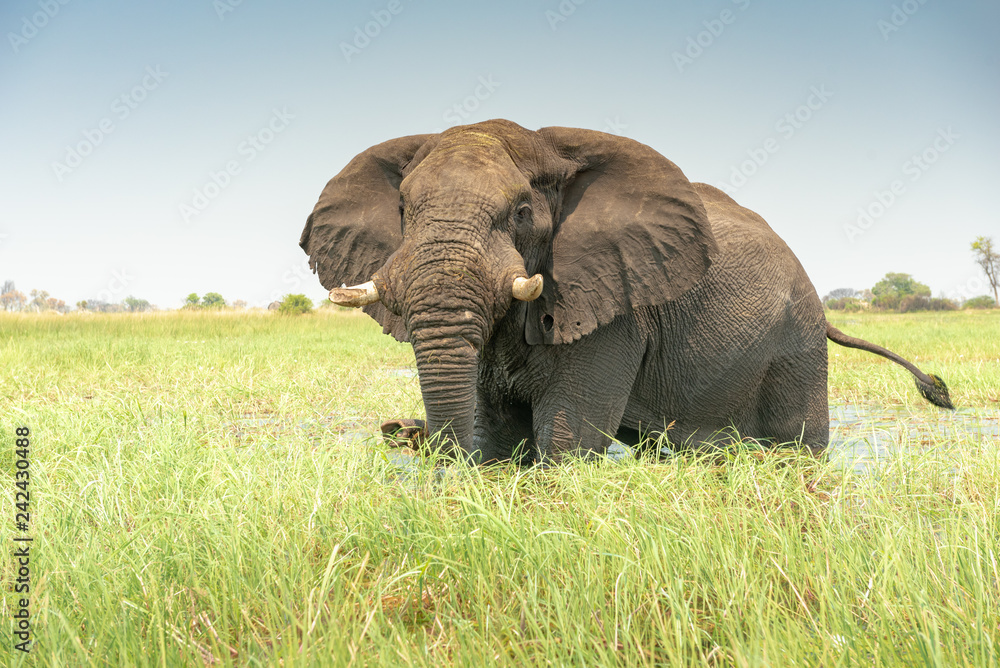 Fototapeta premium afrikanischer Elefant, Loxodonta africana, im Okavangodelta