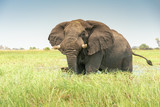 afrikanischer Elefant, Loxodonta africana, im Okavangodelta