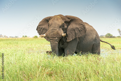afrikanischer Elefant, Loxodonta africana, im Okavangodelta © Manok