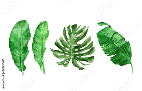 Beautiful tropical leaves collection, vector graphics isolated on the white background. Hand drawn plant (banana and monstera) illustration in watercolor technique. Large palm foliage.