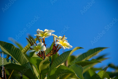 flowers and blue sky