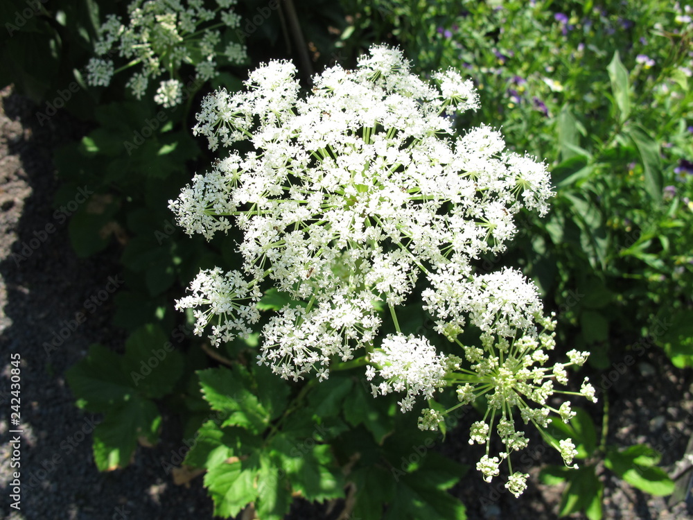 Blühender Meisterwurz, Peucedanum ostruthium Blühender Meisterwurz, Peucedanum ostruthium