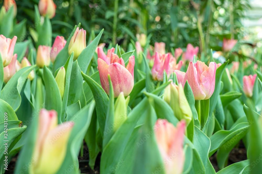 Fototapeta premium Beautiful pink tulip flower in the garden
