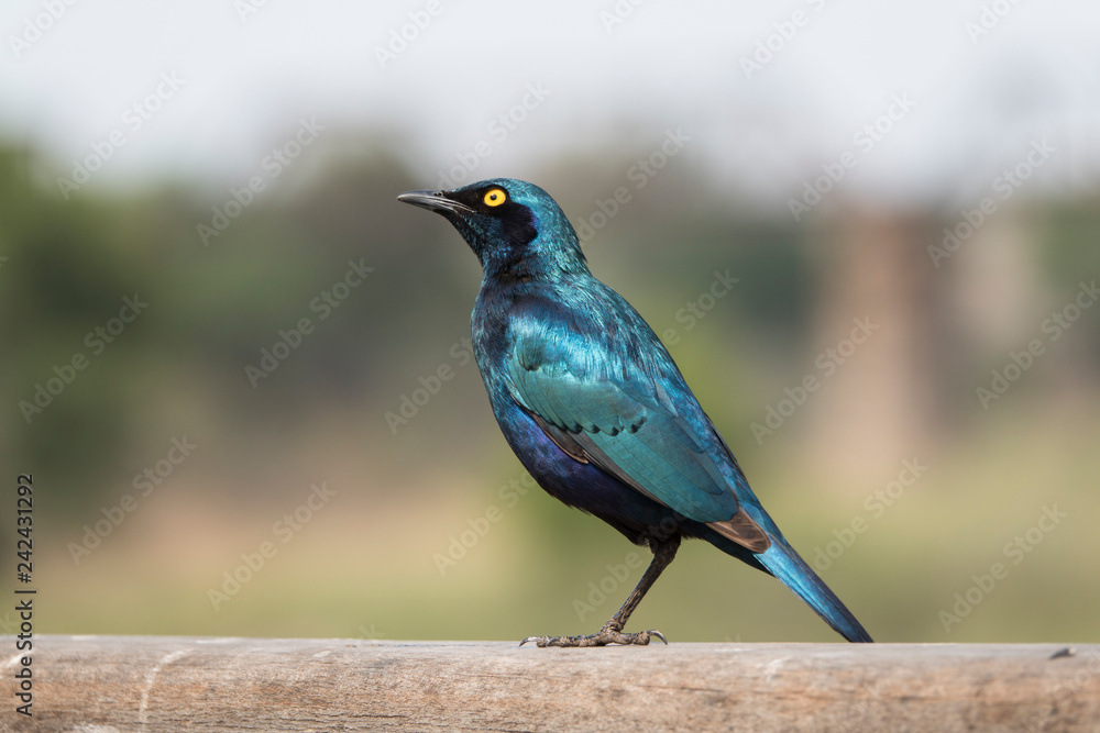 Cape Glossy Starling, oiseau bleu. Cape Glossy Starling, oiseau bleu.