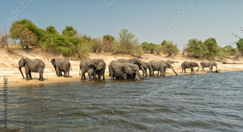 eine große Herde Elefanten steht am Ufer des Chobe River zum Wasser trinken, Botswana