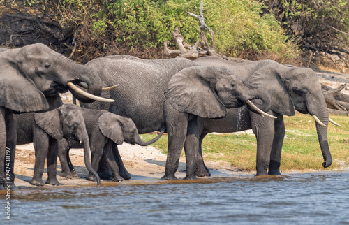 eine Elefantenherde mit  Jungtieren trinkt am Fluss  Chobe River  Botswana