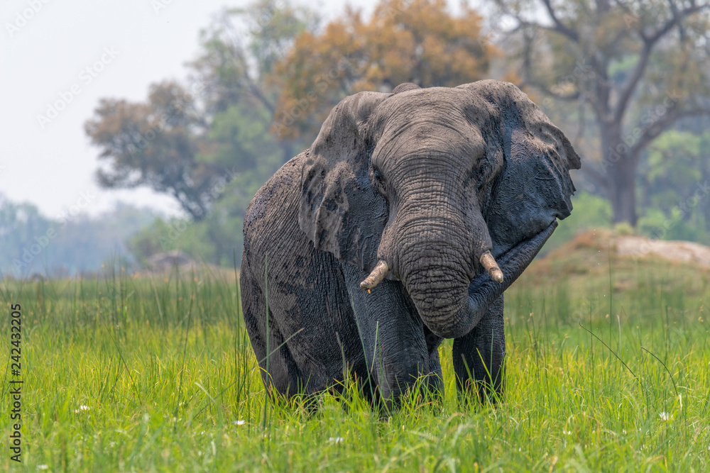 Naklejka premium Elefant im Okavango Delta, Botswana