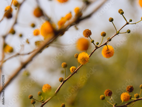 branch of a beautiful yellow Mimosa tree