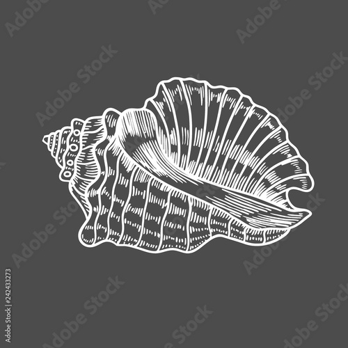engraving illustration of spiral seashell